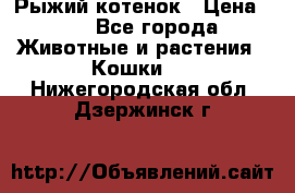 Рыжий котенок › Цена ­ 1 - Все города Животные и растения » Кошки   . Нижегородская обл.,Дзержинск г.